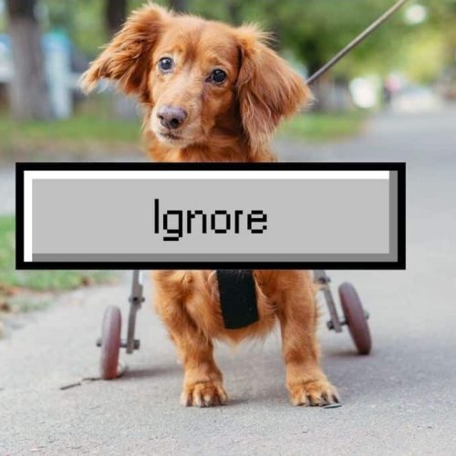 A dachshund in a wheelchair is on a pavement with a large Ignore button graphic placed over its body.