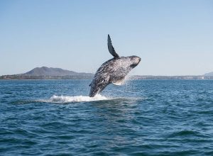 A humpback whale leaps out of the ocean near a coastline with distant mountains in the background.