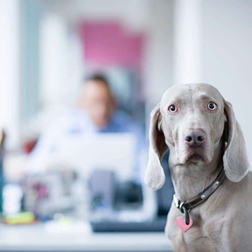 A grey dog wearing a pink tag sits in an office whilst a person at a desk appears blurred in the background.